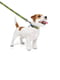 Поводок для собак нейлоновый Nylon, рисунок "Смелость" 122 см 20 мм | 6389964 | фото 2
