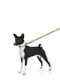 Повідець для собак нейлоновий Nylon, малюнок "Рік і Морті 1" 122 см 15 мм | 6390246 | фото 2