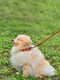 Нашийник Soft для довгошерстих собак 6 мм 17-20 см Коричневий | 6390584 | фото 2