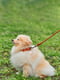Ошейник Soft для длинношерстных собак 8 мм 25-33 см Коричневый | 6390588 | фото 2