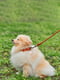 Нашийник Soft для довгошерстих собак 10 мм 33-41 см Коричневий | 6390590 | фото 2