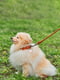Ошейник Soft для длинношерстных собак 10 мм 39-47 см Коричневый | 6390592 | фото 2