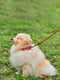 Ошейник Soft для длинношерстных собак 13 мм 45-53 см Коричневый | 6390594 | фото 2