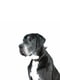 Нашийник EVOLUTOR для собак середніх та великих порід 25-70 см Чорний | 6390820 | фото 2