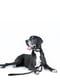 Нашийник EVOLUTOR для собак середніх та великих порід 25-70 см Чорний | 6390820 | фото 5
