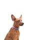 Ошейник для собак светонакопительный (светится в темноте) 25-35 см 15 мм Фиолетовый | 6390839 | фото 3