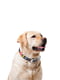 Шкіряний нашийник для собак з малюнком "NASA", металева пряжка Чорний 18-24 см 12 мм | 6390858 | фото 6