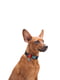 Ошейник для собак с QR паспортом, 25-35 см 15 мм | 6390935 | фото 2