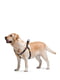 Шлея для собак з QR паспортом, 60-90 см 25 мм | 6390941 | фото 2