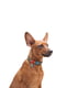 Ошейник для собак с QR паспортом, 25-35 см 15 мм | 6391000 | фото 2