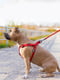 Шлея для собак с QR паспортом, водостойкая, фастекс 40-55 см 15 мм Красная | 6391053 | фото 2
