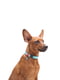 Ошейник для собак светонакопительный (светится в темноте), адресник с QR кодом 28-40 см 20 мм Голубой | 6391157 | фото 2