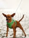 Шлея для собак с QR паспортом, с рисунком "Авокадо", размер S1 | 6391288 | фото 4