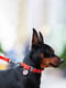 Ошейник для собак Waterproof с QR паспортом, водостойкий, 25-35 см 15 мм Красный | 6391399 | фото 2