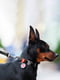 Нашийник для собак Waterproof з QR паспортом, водостійкий, 34-49 см 25 мм Чорний | 6391411 | фото 2