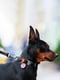 Нашийник для собак Waterproof з QR паспортом, водостійкий, 38-58 см 25 мм Чорний | 6391418 | фото 2