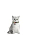 Ошейник для кота с QR паспортом, рисунок "Авокадо" 20-30 см 10 мм | 6391495 | фото 2