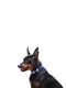 Шкіряний нашийник для собак Classic 19-25 см 12 мм Фіолетовий | 6391718 | фото 2