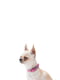 Шкіряний нашийник для собак Classic 27-36 см 15 мм Рожевий | 6391725 | фото 2