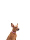 Шкіряний нашийник для собак Classic 27-36 см 15 мм Рожевий | 6391725 | фото 3