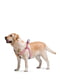 Нейлоновая шлея для собак с QR паспортом, рисунок "Чудо-женщина 1", пластиковая пряжка-фастекс, 40-55 см 15 мм | 6391787 | фото 2