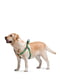 Нейлоновая шлея для собак с QR паспортом, рисунок "Чудо-женщина 2", пластиковая пряжка-фастекс, 60-90 см 25 мм | 6391793 | фото 2