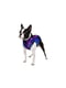 Курточка для собак з малюнком "NASA21", розмір XS22 | 6392087 | фото 2