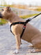 Шлея для собак водостойкая, фастекс 40-55 см 15 мм Черная | 6392125 | фото 2
