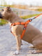 Шлея для собак водостойкая, фастекс 50-80 см 20 мм Оранжевая | 6392128 | фото 2