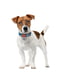 Нашийник для собак з QR паспортом, малюнок "Патрон", 25-35 см 15 мм | 6392190 | фото 2