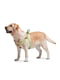Шлея для собак Re-cotton с QR паспортом, светоотражающая, 40-55 см 15 мм Салатовая | 6392214 | фото 2