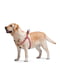 Шлея для собак Re-cotton с QR паспортом, светоотражающая, 40-55 см 15 мм Красная | 6392217 | фото 2