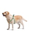 Шлея для собак Re-cotton с QR паспортом, светоотражающая, 40-55 см 15 мм Зеленая | 6392223 | фото 2