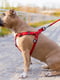 Шлея для собак водостойкая, фастекс 30-39 см 15 мм Красная | 6392361 | фото 2