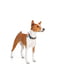 Нашийник для собак з QR паспортом, малюнок "Рік та Морті 3", 25-35 см 15 мм | 6392767 | фото 3