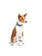 Нашийник для собак з QR паспортом, малюнок "Рік та Морті 3", 28-40 см 20 мм | 6392768 | фото 2