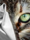 Реглан "Котик" кольору хакі з малюнком | 6428731 | фото 2