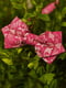 Краватка-метелик рожева з візерунком | 6457456 | фото 2