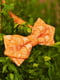 Краватка-метелик помаранчева з візерунком. | 6457458 | фото 2