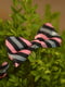 Краватка-метелик у смужку | 6457470 | фото 2