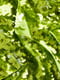 Жакет з паєтками салатовий | 6519036 | фото 6
