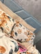 Комплект постільної білизни Ranforce Elite «Flora» двоспальний: підковдра (175х210 см) наволочки (70х70 см; 2 шт.) | 6570694 | фото 7