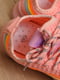 Кросівки рожеві з контрастним оздобленням | 6577811 | фото 4