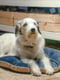 Підстилка-подушка для собак та кішок Ferplast Prince 65/6 Синій | 6609448 | фото 2