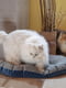 Подстилка-подушка для собак и кошек Ferplast Stuart 55/4 | 6609456 | фото 3