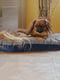Подстилка-подушка для собак и кошек Ferplast Stuart 55/4 | 6609456 | фото 4