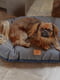 Подстилка-подушка для собак и кошек Ferplast Stuart 55/4 | 6609456 | фото 5