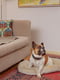 Подстилка-подушка для собак и кошек Ferplast Stuart 78/8 Синий | 6609464 | фото 4
