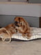 Подушка-м'яке місце для собак та кішок Ferplast Scott 55/4 Сірий | 6609480 | фото 2