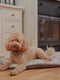 Подушка-м'яке місце для собак та кішок Ferplast Scott 78/8 Синій | 6609485 | фото 2